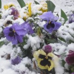Pansy flowers in the snow