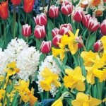 spring flowers, tulips, daffodils, hyacinth