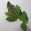 Late blight on back of tomato leaf (Photo Dr. Lina Quesada, NCSU Vegetable Pathology Lab)