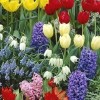 spring-bulbs