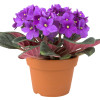 violet