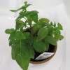 Figure 2: Symptoms of basil downy mildew, note browning of leaves (Saunia Withers, NCSU Vegetable Pathology Lab)