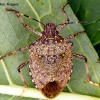 Stinkbug