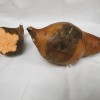 Black rot of sweetpotato