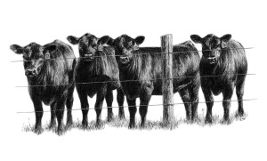Cover photo for Foot Rot in Beef Cattle