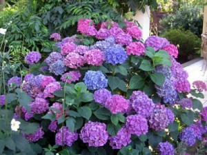 Blue, Pink, and Purple Hydrangea flowers