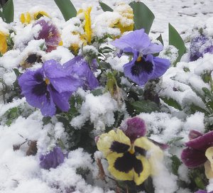 Pansy flowers in the snow