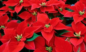 red poinsettias