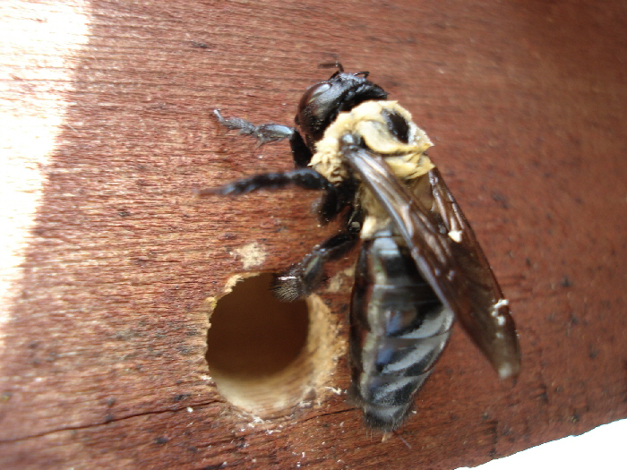 Control Carpenter Bees In The Spring N C Cooperative Extension