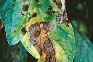 Cover photo for Watch for Early Blight in Tomatoes