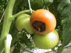Cover photo for Blossom End Rot, a Fixable Tomato Problem