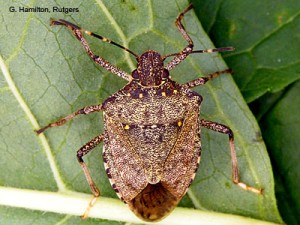 Cover photo for Stinkbugs Invade Burke County