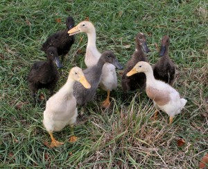Cover photo for Register Now for Small Flock Workshop February 5