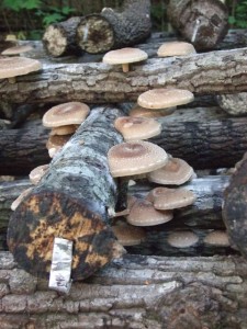 Cover photo for A FUNgi Workshop - Growing Shiitake Mushrooms