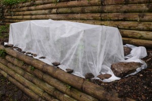 plants in a bed covered with cloth to protect from freezing temperatures