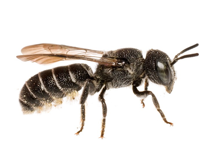 Solitary Bees in Burke County | N.C. Cooperative Extension