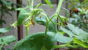 tomato plant with blooms turning brown