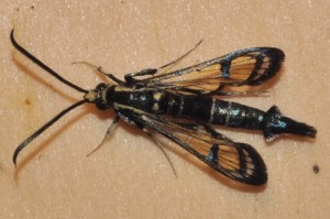peachtree borer adult insect