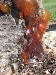 frass oozing from a tree infected with peachtree borers