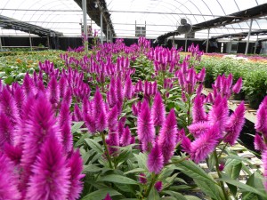 Cover photo for Greenhouse Workshop Slated for January 31