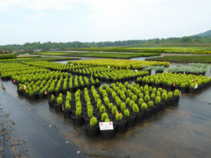 Cover photo for Don't Miss the Ornamental Production Workshop