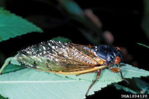 Cover photo for Periodical Cicada Hatch Expected in Western North Carolina in 2017