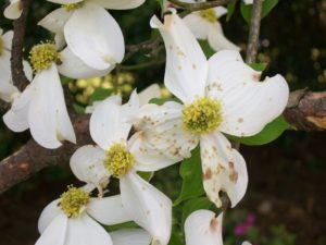 dogwood blooms with fungus