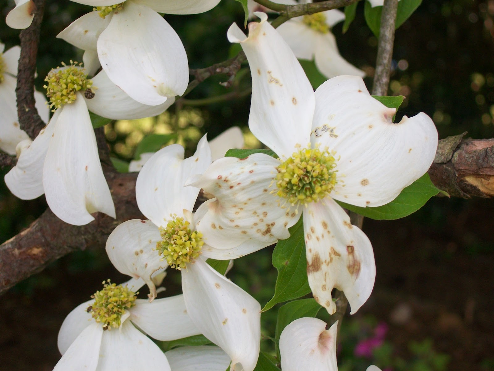 dogwood flowers