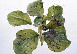 fungus on leaves