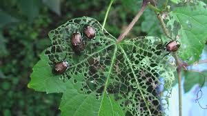 Cover photo for Japanese Beetles
