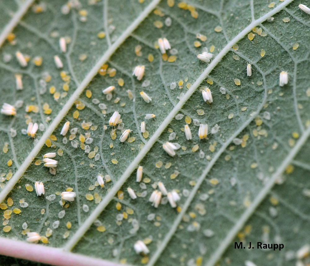 Small flies in plants Idea