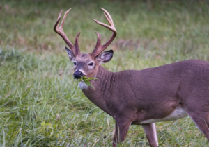 Cover photo for Cool Season Food Plots for Wildlife Workshop