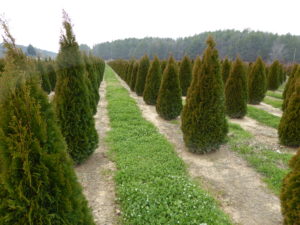 Cover photo for Don't Miss the 2017 Nursery Field Day