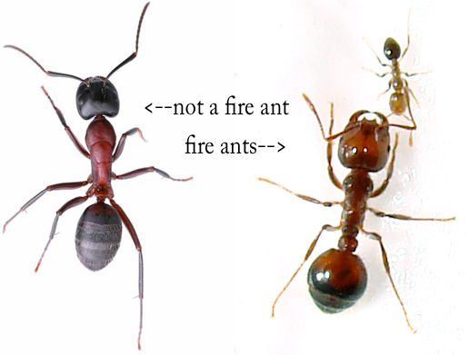 Photo of ants. Not a fire ant and fire ants