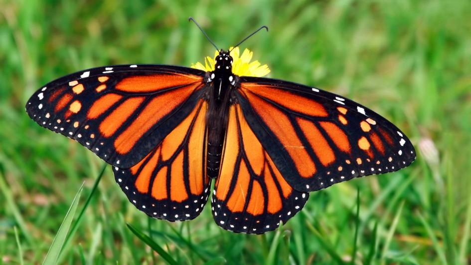 monarch-butterflies-head-south-for-the-winter-n-c-cooperative-extension