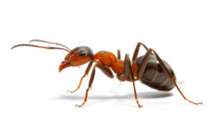 Cover photo for Managing Fire Ants Workshop