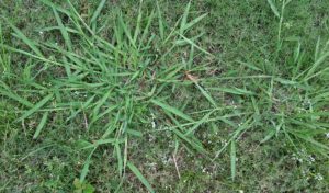 Cover photo for Time to Attack Crabgrass Now!