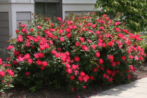 Roses in Bloom
