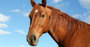 Cover photo for Laminitis in Horses