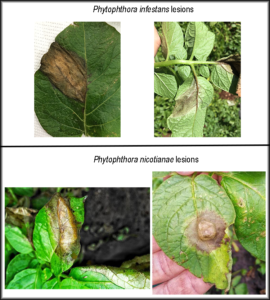 Cover photo for Phytophthora nicotianae Causing Severe Disease on Potato and Tomato in North Carolina