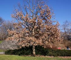Cover photo for We Had Plenty of Rain; Why Are My Trees Dying?