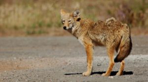 Cover photo for Coyote Management Workshop