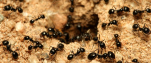 Cover photo for Ant Wars