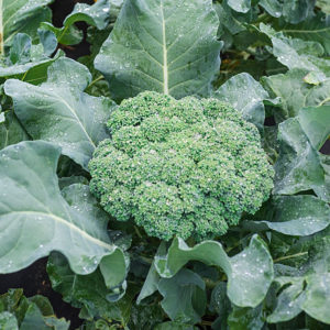 Cover photo for Time to Plant