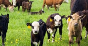 Cover photo for Reducing Weaning Stress