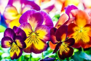 Cover photo for Fall Pansies Hold Promise of Spring
