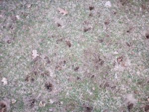 holes in lawn made by grubs