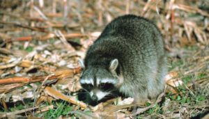 Image of a raccoon