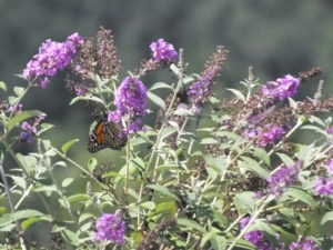 butterfly bush