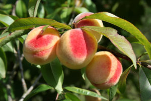 Cover photo for Peaches in the Home Garden